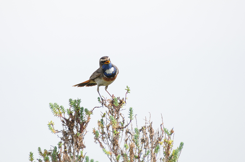 Photo Oiseaux Gorgebleue à miroir (Luscinia svecica)