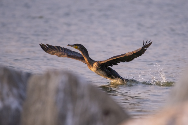 Photo Oiseaux Grand cormoran (Phalacrocorax carbo)