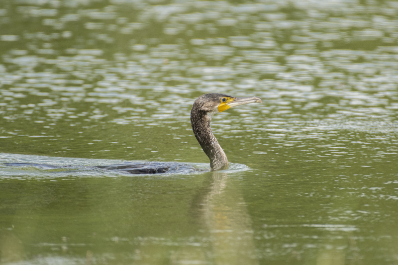 Photo Oiseaux Grand cormoran (Phalacrocorax carbo)