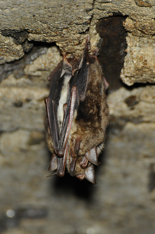 Photo Mammifères Grand Murin (Myotis myotis)