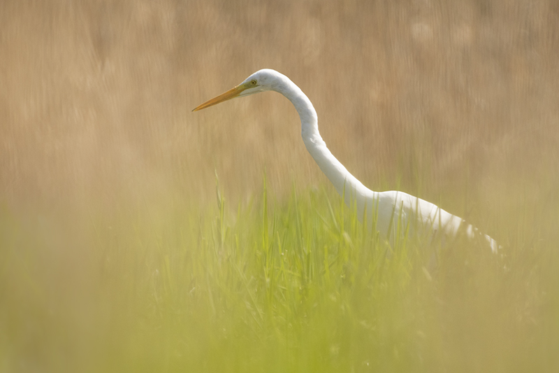 Photo Oiseaux Grande aigrette (Ardea alba)
