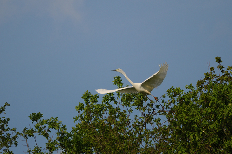 Photo Oiseaux Grande aigrette (Ardea alba)