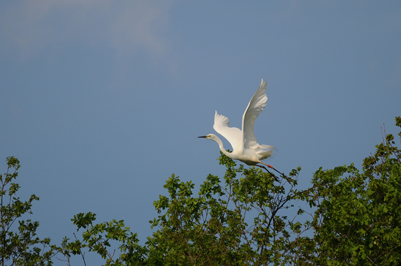 Photo Oiseaux Grande aigrette (Ardea alba)