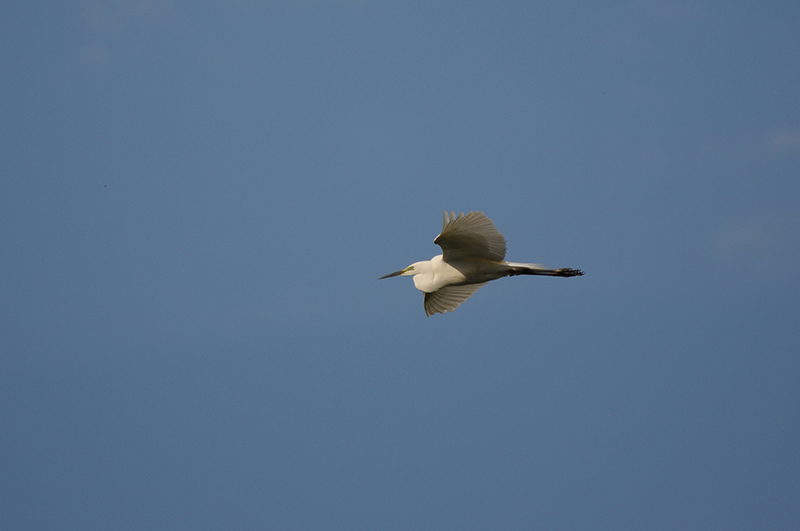 Photo Oiseaux Grande aigrette (Ardea alba)