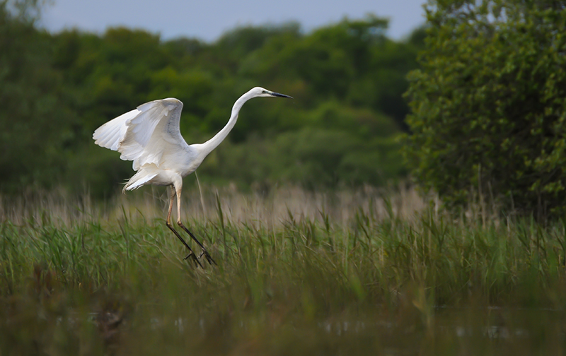 Photo Oiseaux Grande aigrette (Ardea alba)