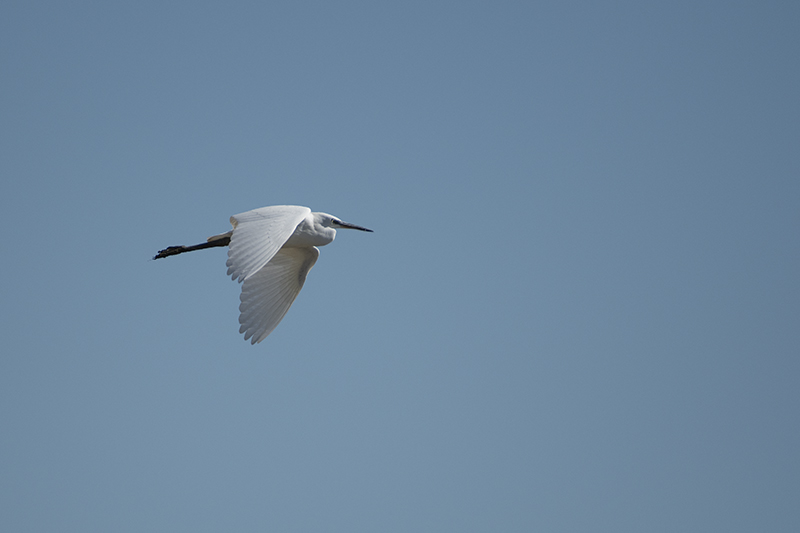 Photo Oiseaux Grande aigrette (Ardea alba)