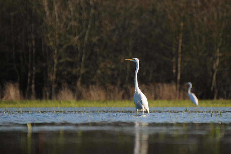 Photo Oiseaux Grande aigrette (Ardea alba)