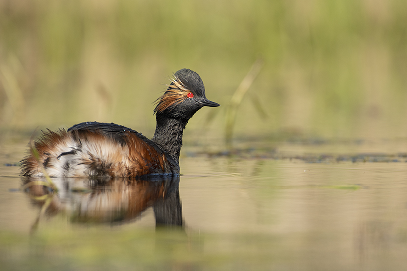 Photo Oiseaux Grèbe à cou noir (Podiceps nigricollis)