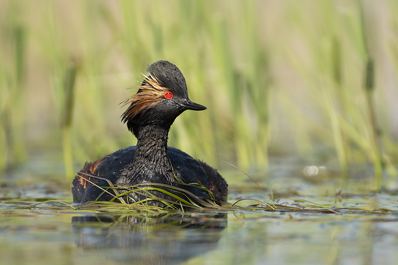 Photo Oiseaux Grèbe à cou noir (Podiceps nigricollis)