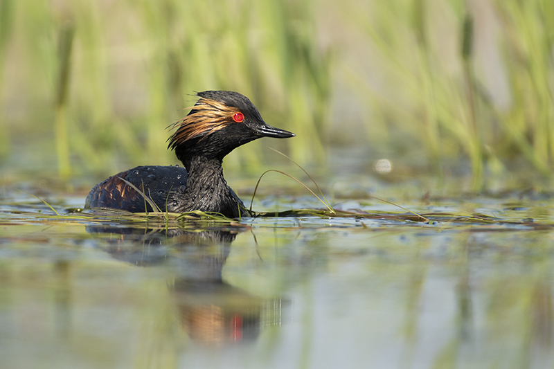 Photo Oiseaux Grèbe à cou noir (Podiceps nigricollis)