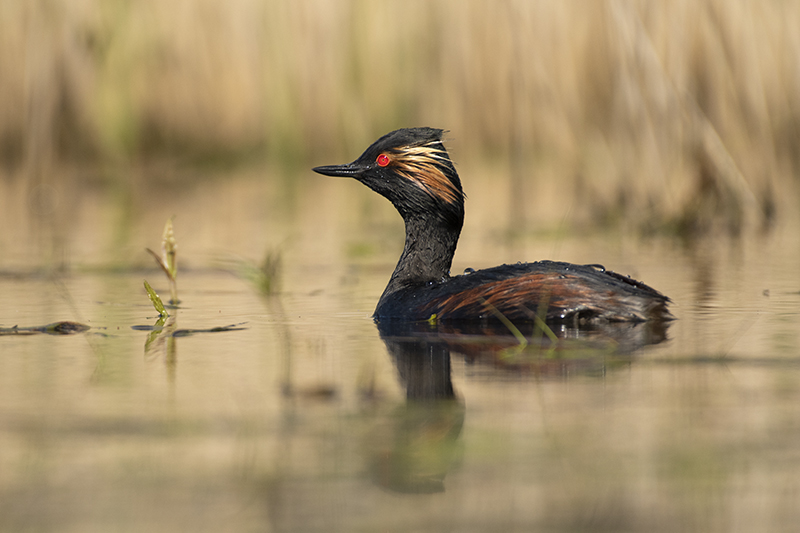 Photo Oiseaux Grèbe à cou noir (Podiceps nigricollis)