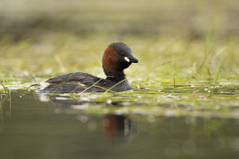 Photo Oiseaux Grèbe castagneux (Tachybaptus ruficollis)