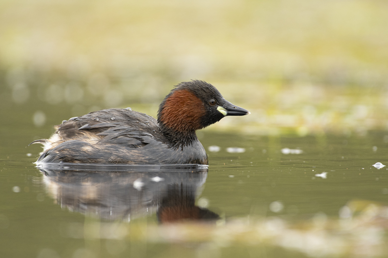 Photo Oiseaux Grèbe castagneux (Tachybaptus ruficollis)