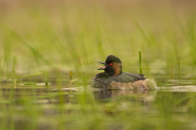 Photo Oiseaux Grèbe à cou noir (Podiceps nigricollis)