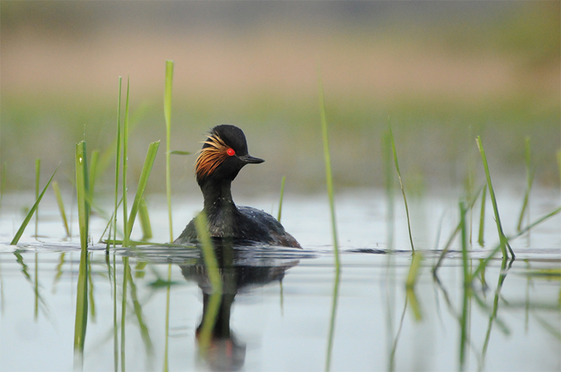 Photo Oiseaux Grèbe à cou noir (Podiceps nigricollis)