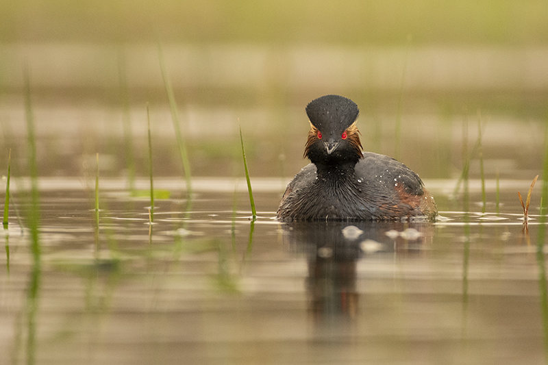 Photo Oiseaux Grèbe à cou noir (Podiceps nigricollis)