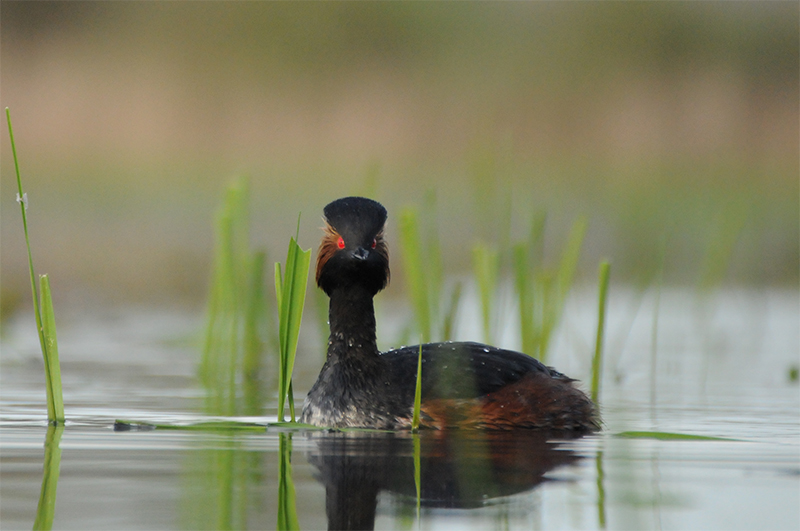 Photo Oiseaux Grèbe à cou noir (Podiceps nigricollis)