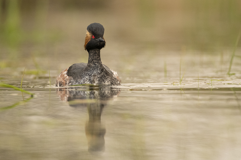 Photo Oiseaux Grèbe à cou noir (Podiceps nigricollis)