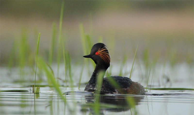 Photo Oiseaux Grèbe à cou noir (Podiceps nigricollis)