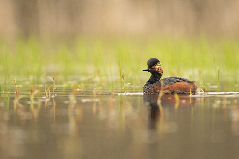 Photo Oiseaux Grèbe à cou noir (Podiceps nigricollis)