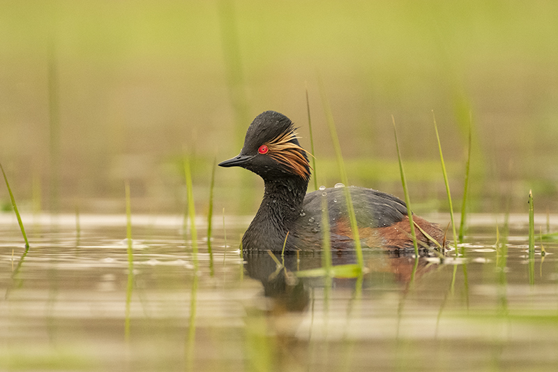Photo Oiseaux Grèbe à cou noir (Podiceps nigricollis)