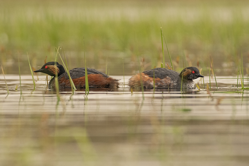 Photo Oiseaux Grèbe à cou noir (Podiceps nigricollis)