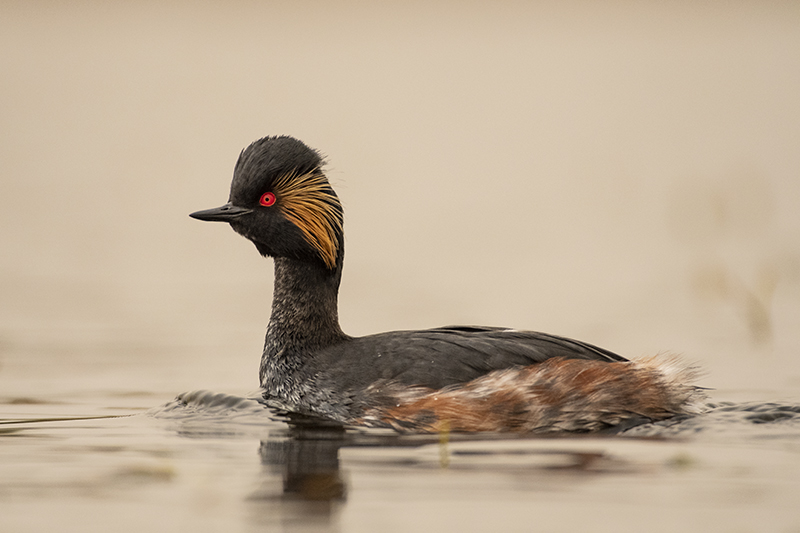 Photo Oiseaux Grèbe à cou noir (Podiceps nigricollis)
