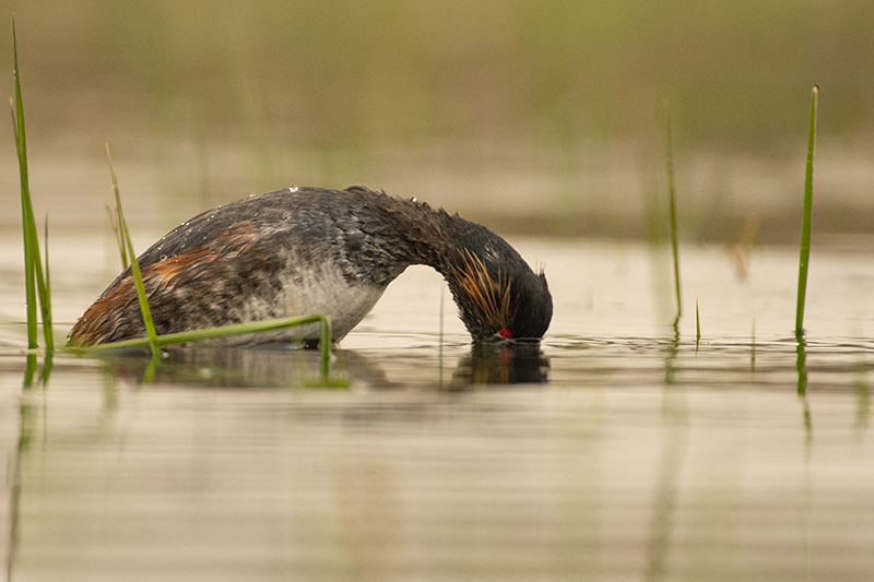 Photo Oiseaux Grèbe à cou noir (Podiceps nigricollis)