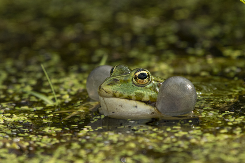Photo Amphibiens Grenouille verte (Pelophylax sp.)