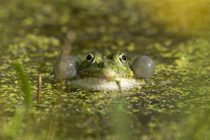 Photo Amphibiens Grenouille verte (Pelophylax sp.)
