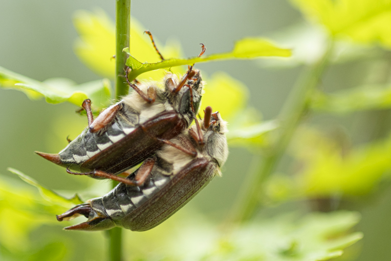 Photo Insectes Hanneton Commun (Melolontha melolontha)