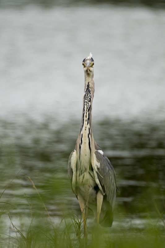 Photo Oiseaux Héron cendré (Ardea cinerea)