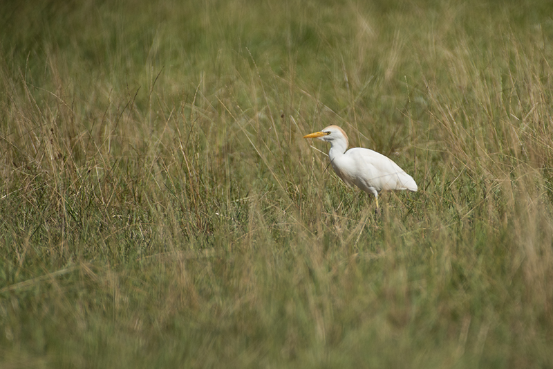 Photo Oiseaux Héron garde-boeufs (Bubulcus ibis)
