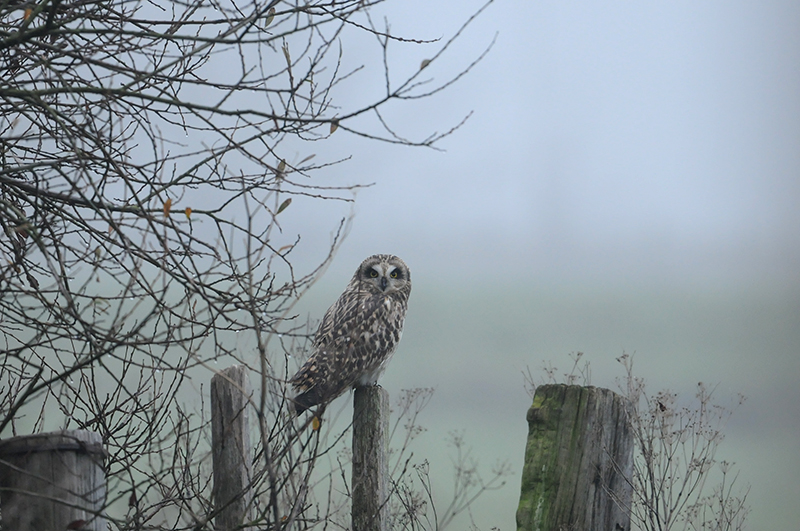 Photo Oiseaux Hibou des marais (Asio fammeus)