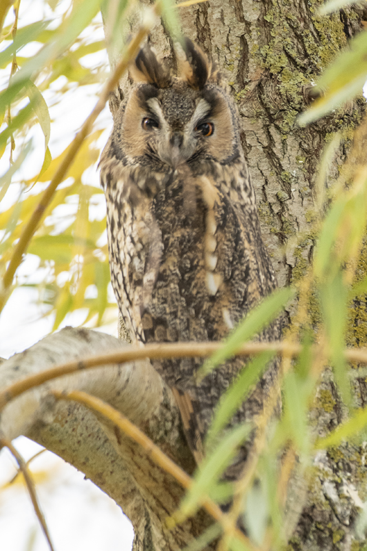 Photo Oiseaux Hibou moyen-duc (Asio otus)