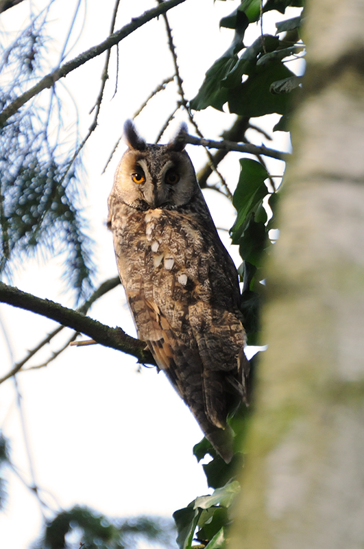 Photo Oiseaux Hibou moyen-duc (Asio otus)