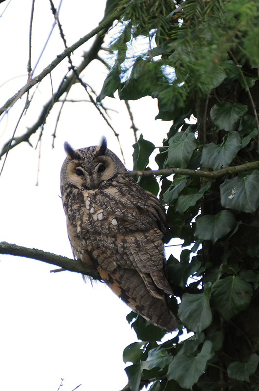 Photo Oiseaux Hibou moyen-duc (Asio otus)