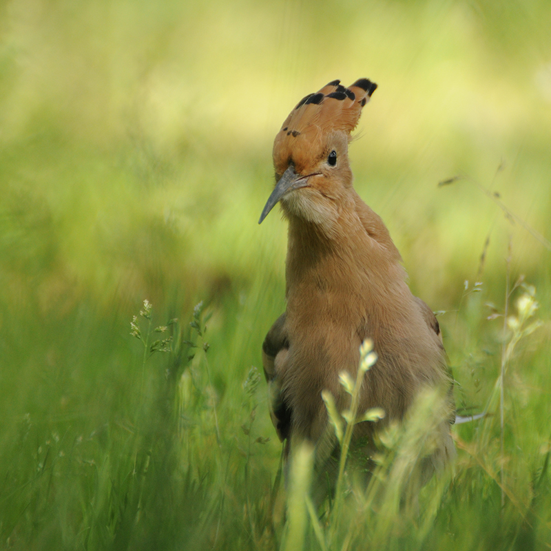 Photo Oiseaux Huppe fasciée (Upupa epops)
