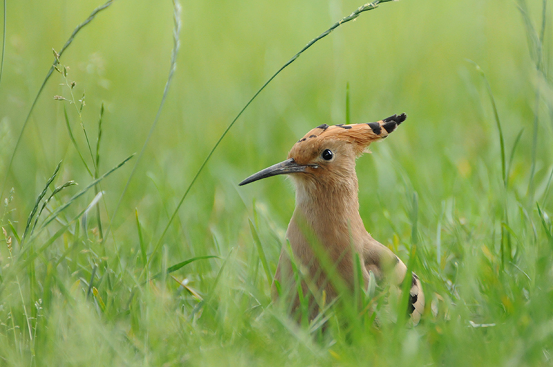 Photo Oiseaux Huppe fasciée (Upupa epops)