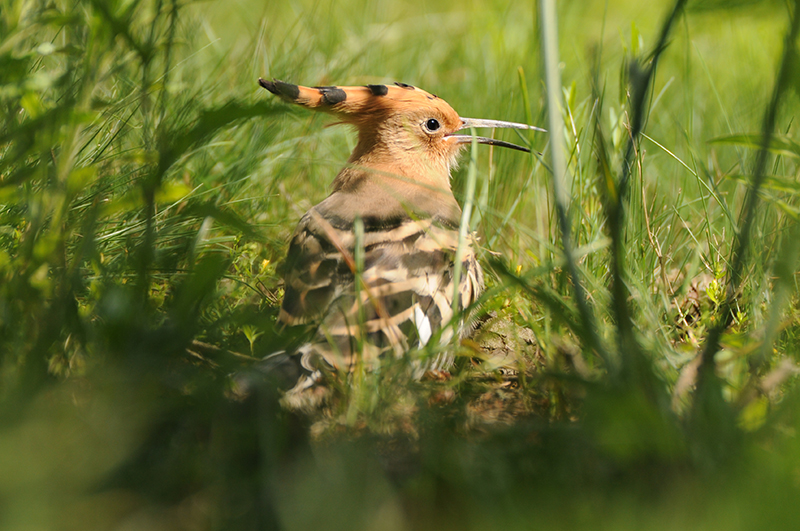 Photo Oiseaux Huppe fasciée (Upupa epops)