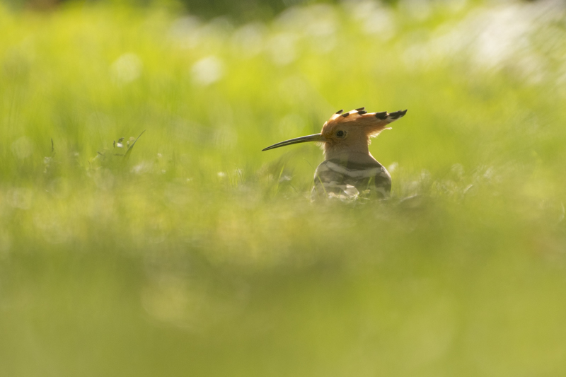Photo Oiseaux Huppe fasciée (Upupa epops)