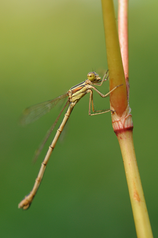 Photo Insectes Leste sauvage (Lestes barbarus)