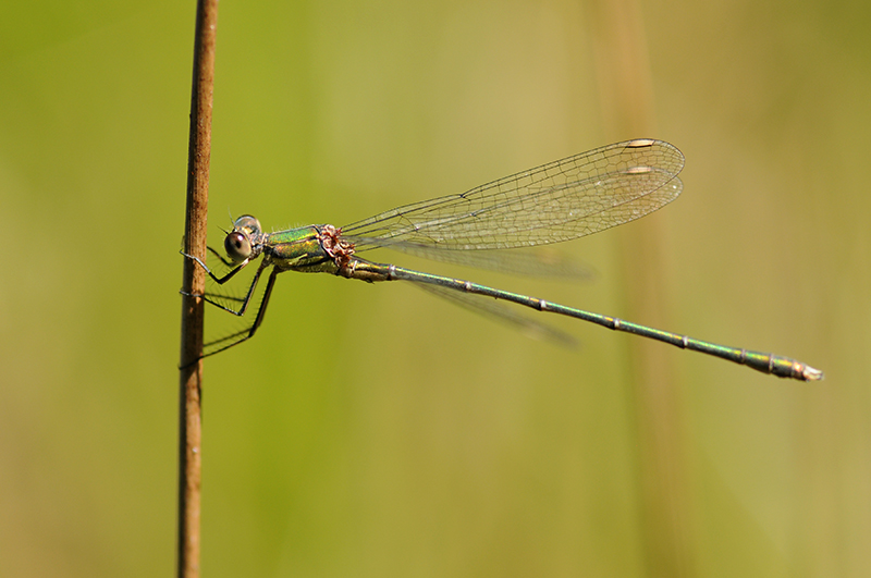 Photo Insectes Leste vert (Chalcolestes viridis)