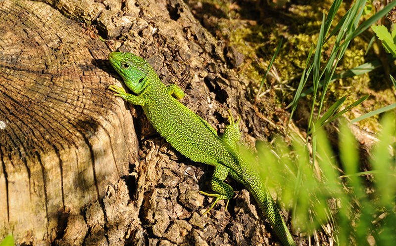 Photo Reptiles Lézard vert (Lacerta bilineata)