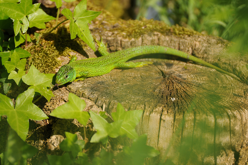 Photo Reptiles Lézard vert (Lacerta bilineata)