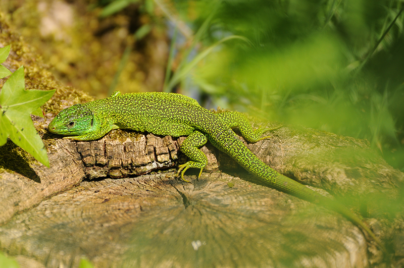Photo Reptiles Lézard vert (Lacerta bilineata)