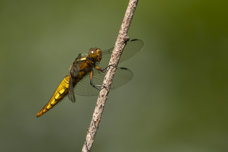 Photo Insectes Libellule déprimée (Libellula depressa)