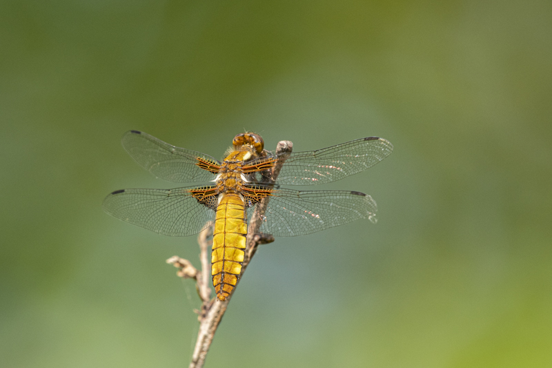 Photo Insectes Libellule déprimée (Libellula depressa)