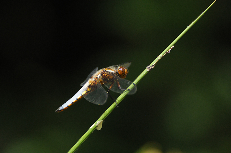 Photo Insectes Libellule déprimée (Libellula depressa)