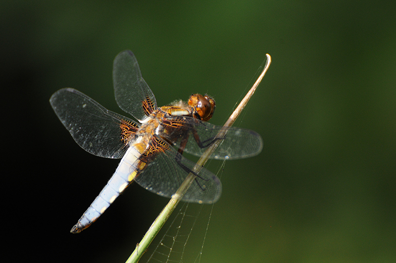 Photo Insectes Libellule déprimée (Libellula depressa)